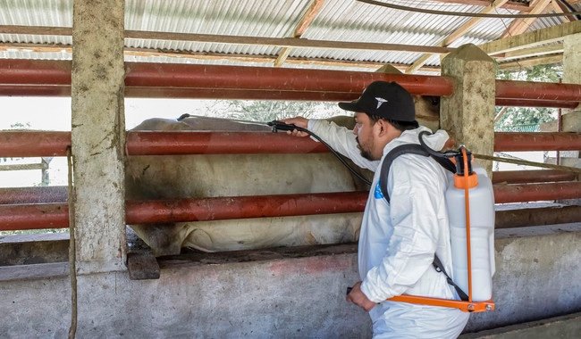 Reporta AGRICULTURA reducción del 57% en casos activos de Gusano Barrenador del Ganado