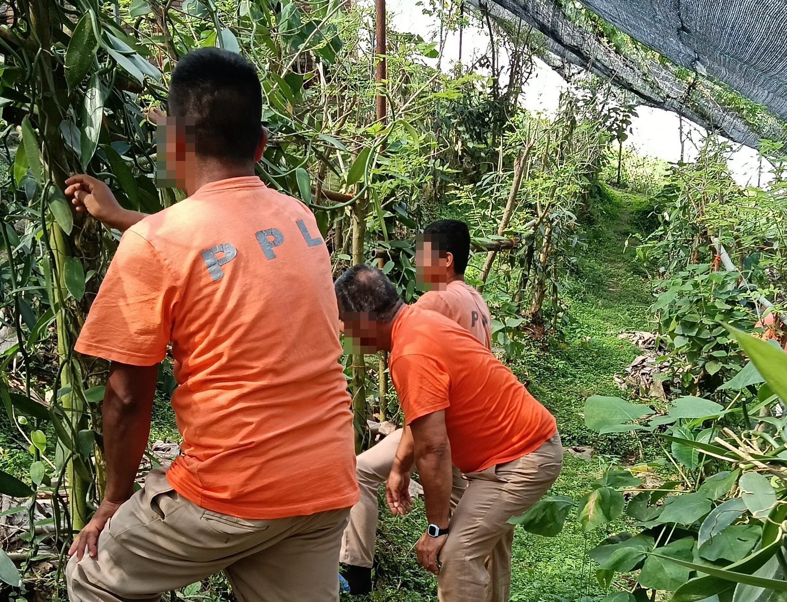 Proyecto Xanath, cultivo de vainilla para la reinserción social: SSP Proyecto Xanath, cultivo de vainilla para la reinserción social: SSP