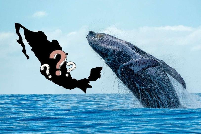 ¿Dónde ver ballenas en México? Lánzate, ya empezó la temporada ¿Dónde ver ballenas en México? Lánzate, ya empezó la temporada