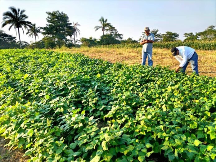 Semillas de calidad, la estrategia para el frijol en Veracruz: SADER