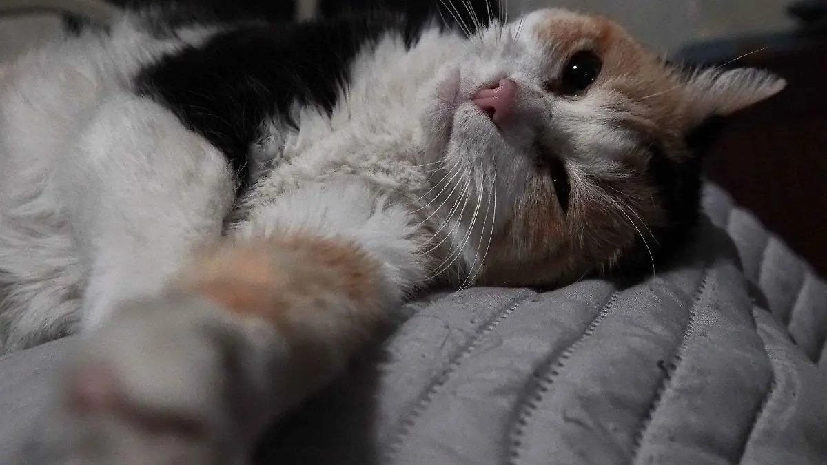 ¿Tu gato no te deja dormir? UNAM revela la razón por la que los michis despiertan a sus dueños