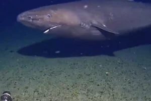 Captan a tiburón en aguas de la Antártica; comunidad científica queda sorprendida