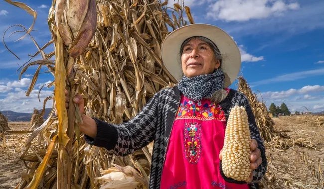 Sheinbaum respalda a 22 mil productores de maíz con 1mdp