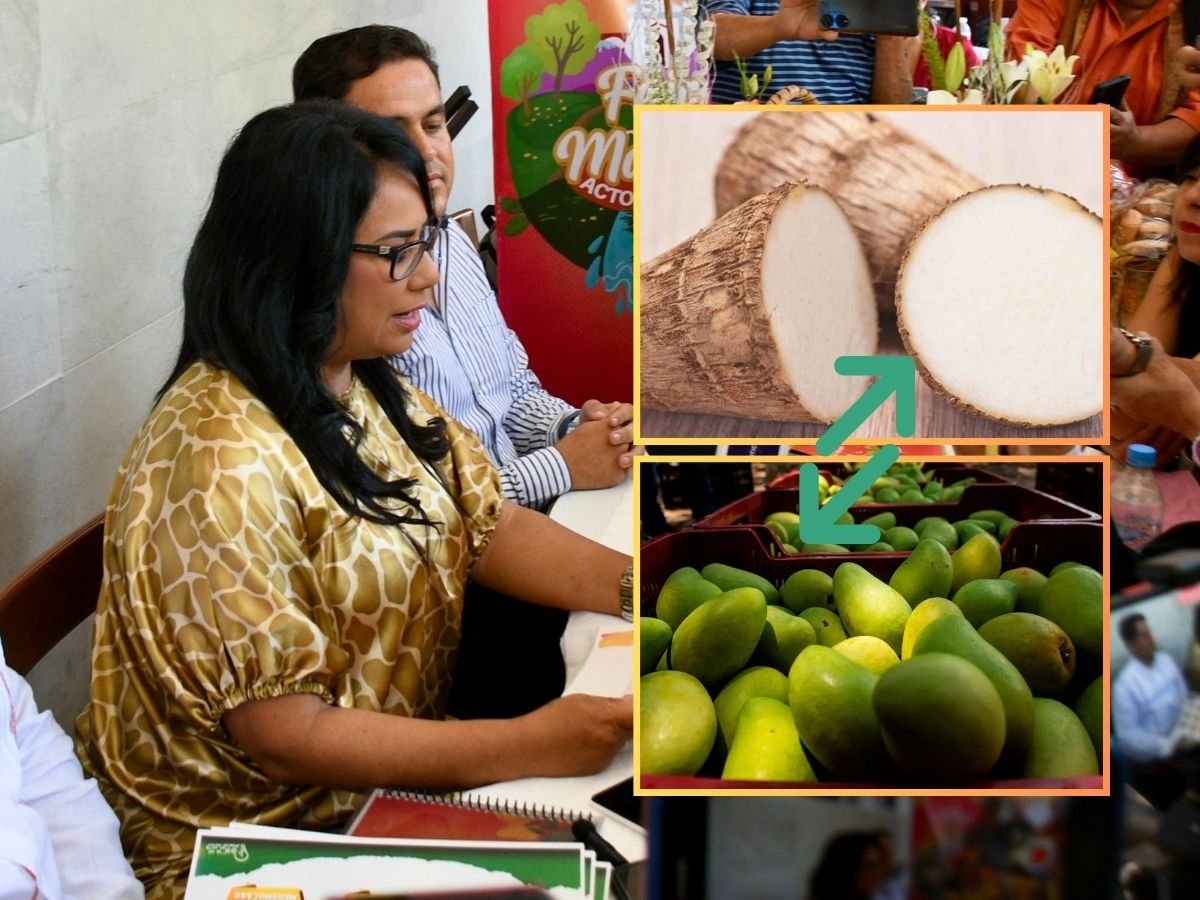 “Somos el productor número uno de malanga a nivel nacional”: Actopan cambia mango por otros cultivos