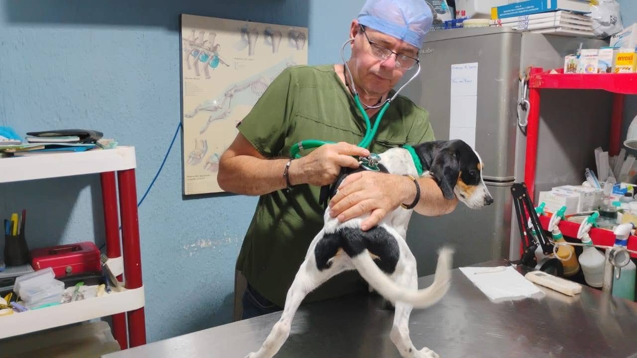 Amarran a un tronco y abandonan a perra en la playa de Coatzacoalcos, autoridades resguardan al animal*