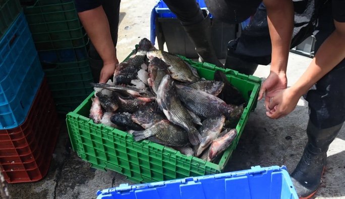 Pescado del Puerto, sin restos de hidrocarburo