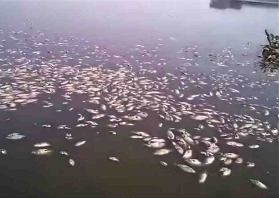 Conagua atiende contingencia sobre mortandad de peces en zona sur de Tamaulipas y norte de Veracruz
