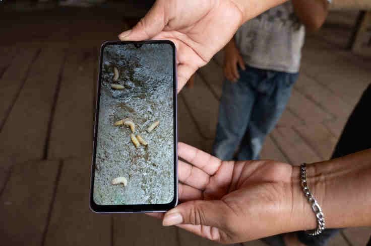 Instalan más de 574 mil trampas contra gusano barrenador y capturan 11.6 millones de moscas