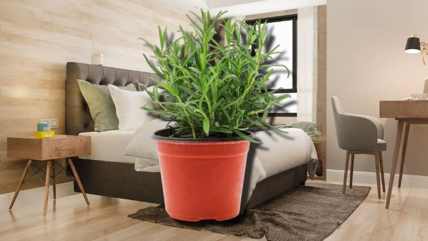 La razón por la que debes colocar un frasco con romero en la recámara