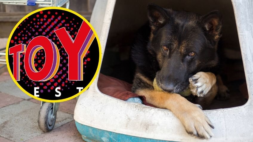 Donar alimento para mascotas te abre la puerta a este evento de coleccionismo vintage