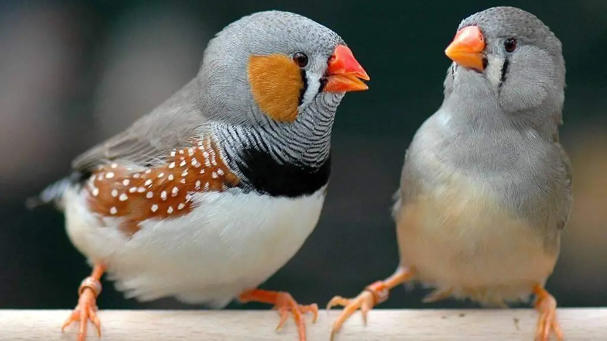 Pinzón cebra: el pájaro cantor que podría ser la respuesta para la regeneración cerebral humana