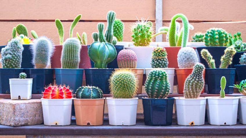 Según el Feng Shui, esta es la planta que nunca debes colocar en la entrada de tu casa si quieres atraer abundancia