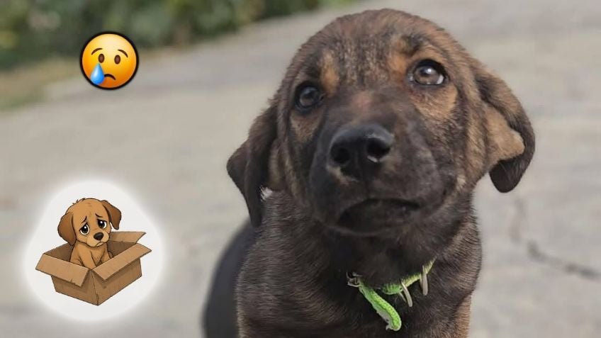 Sopita fue abandonada en una caja y ahora busca familia que la ame