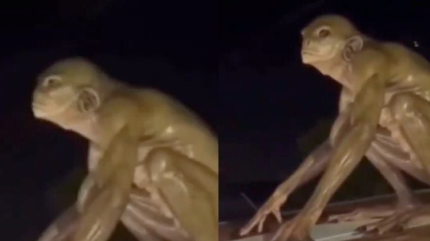 ¿Real o IA? La verdad sobre el supuesto alien reptiliano captado en el techo de una casa Monterrey | VIDEO ¿Real o IA? La verdad sobre el supuesto alien reptiliano captado en el techo de una casa Monterrey | VIDEO
