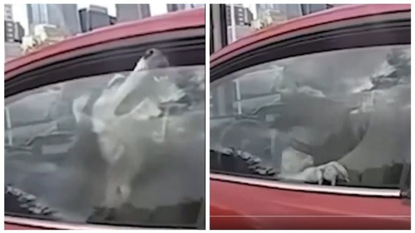 Video viral: rescatan a “Odin”, perro encerrado en automóvil durante ola de calor de hasta 43 grados Video viral: rescatan a “Odin”, perro encerrado en automóvil durante ola de calor de hasta 43 grados