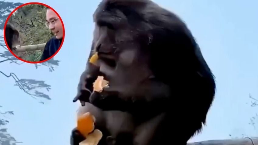Turista empuja a un monito y casi le quita la vida en el Tíbet; momento de angustia fue captado en VIDEO Turista empuja a un monito y casi le quita la vida en el Tíbet; momento de angustia fue captado en VIDEO