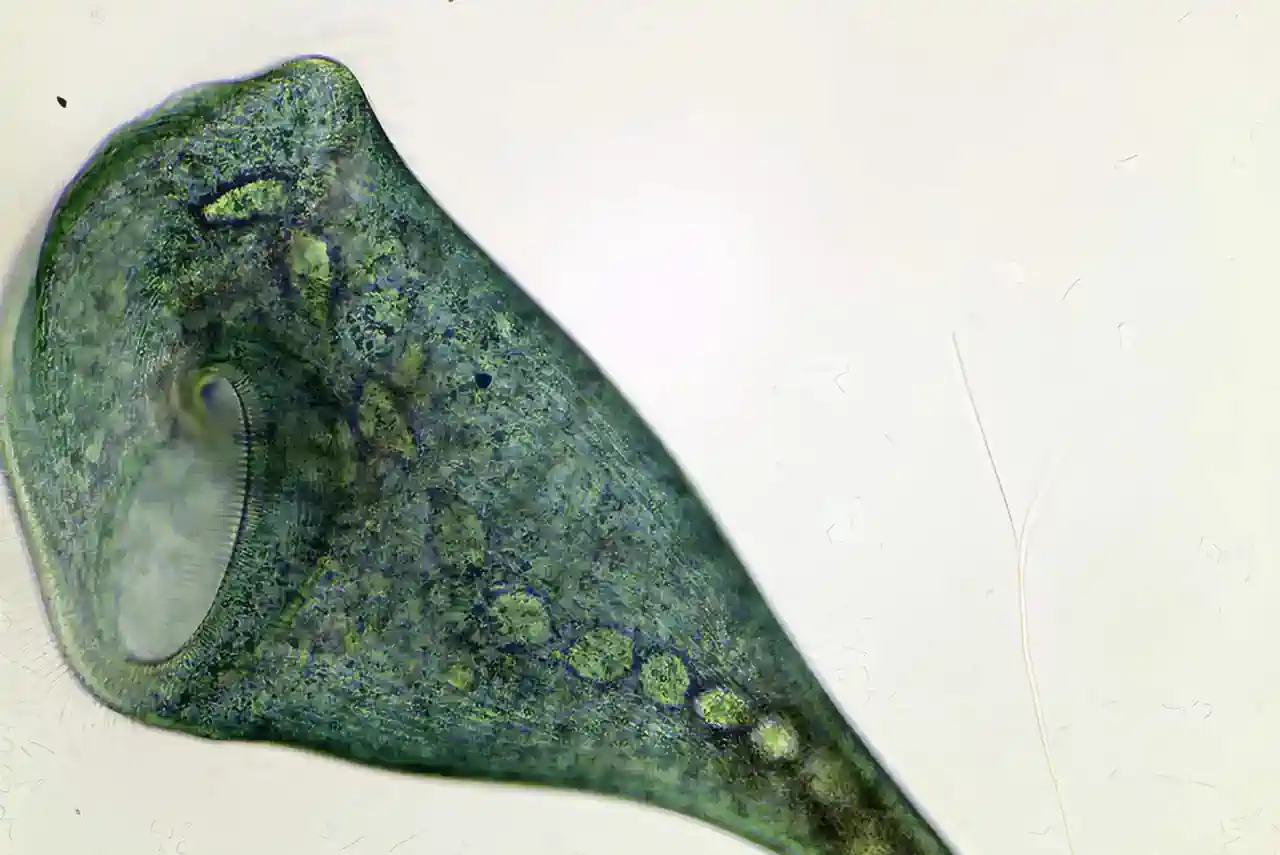Un ser vivo de con forma de trompeta demuestra que no hace falta un cerebro para ser inteligente Un ser vivo de con forma de trompeta demuestra que no hace falta un cerebro para ser inteligente