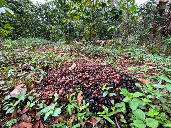 Exigen cafetaleros activar Comisión Nacional de Precios y frenar importaciones Exigen cafetaleros activar Comisión Nacional de Precios y frenar importaciones