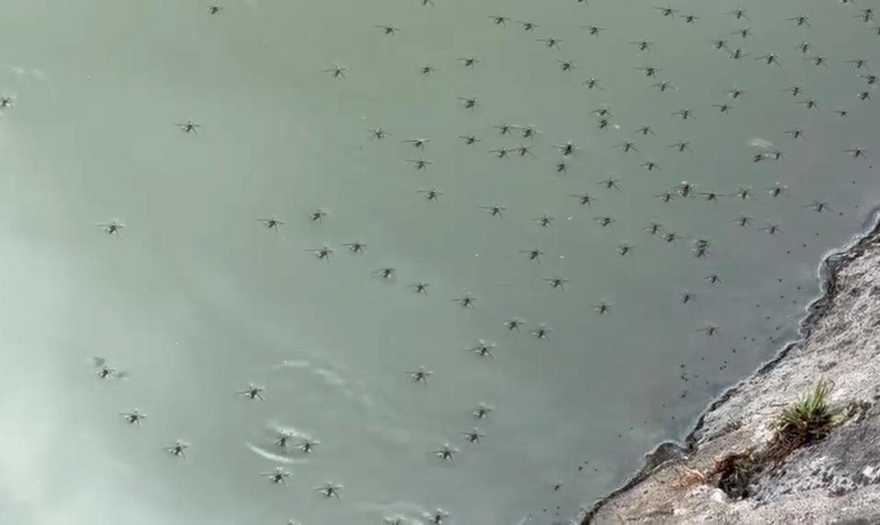 Jurisdicción Sanitaria reporta cero casos dedengue en región capitalJurisdicción Sanitaria reporta cero casos de dengue en región capital – Hora CeroJurisdicción Sanitaria reporta cero casos dedengue en región capital