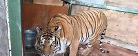 Muere tigre en UMA Citlaltépetl de Orizaba, realizan estudios para determinar la causa Muere tigre en UMA Citlaltépetl de Orizaba, realizan estudios para determinar la causa