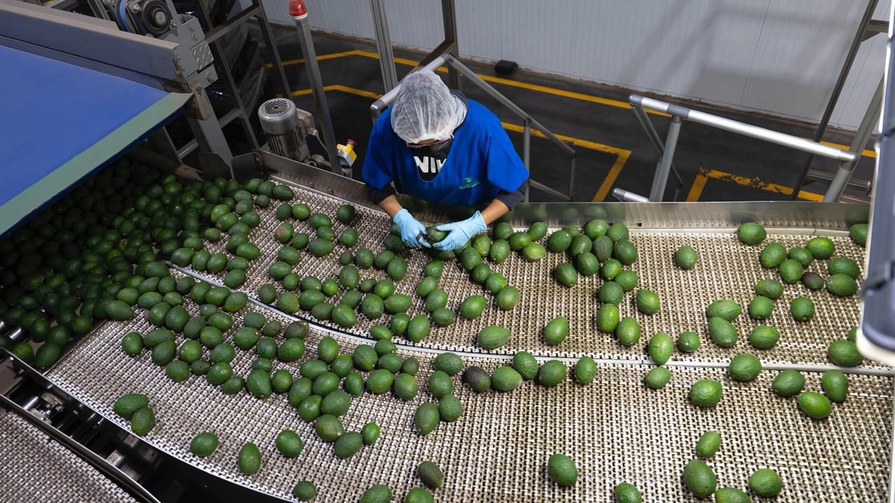 Michoacán concentra 28.2% de exportaciones agrícolas Michoacán concentra 28.2% de exportaciones agrícolas