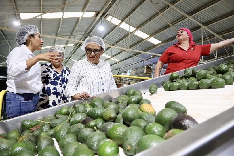 Secretaria de Gobernación visita zona aguacatera de Michoacán tras operativos y bloqueos Secretaria de Gobernación visita zona aguacatera de Michoacán tras operativos y bloqueos