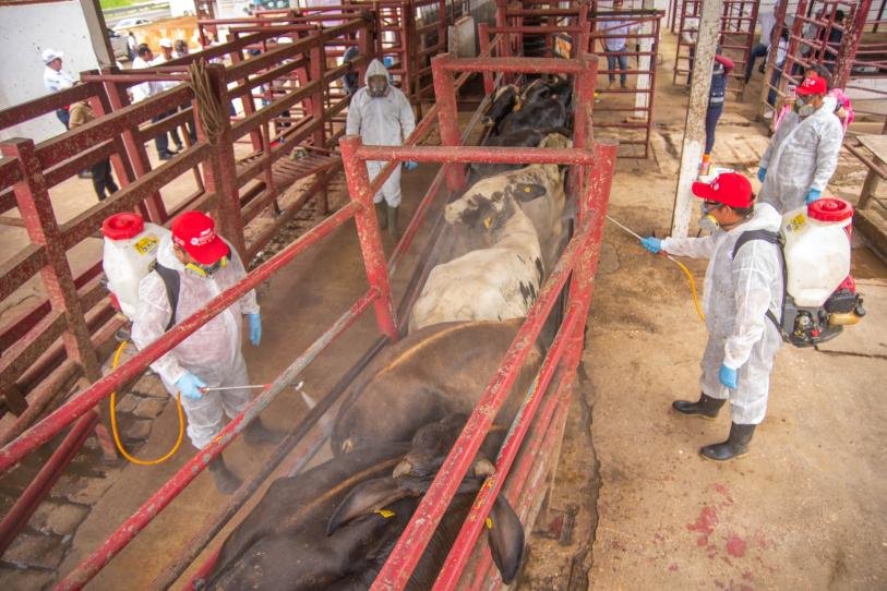 Sonora activa cerco sanitario por gusano barrenador previo a exportar a EU Sonora activa cerco sanitario por gusano barrenador previo a exportar a EU
