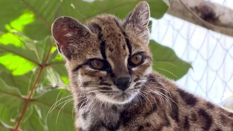 Tilcayo, la primera especie de gato salvaje hallada en más de 100 años y de la que solo se conoce un ejemplar Tilcayo, la primera especie de gato salvaje hallada en más de 100 años y de la que solo se conoce un ejemplar