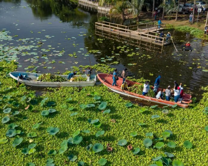 Inicia SEDEMA jornadas de limpieza en la Laguna de San Julián Inicia SEDEMA jornadas de limpieza en la Laguna de San Julián