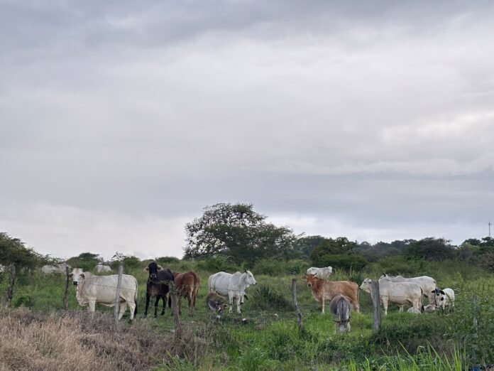 Aporta Veracruz la mayor fuerza jornalera y ganadera dentro del mapa agropecuario nacional: Inegi Aporta Veracruz la mayor fuerza jornalera y ganadera dentro del mapa agropecuario nacional: Inegi