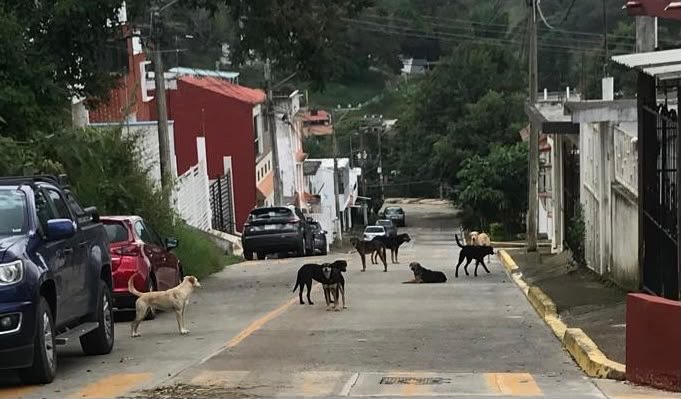 Ayuntamiento de Xalapa descarta redadas y sacrificios de animales Ayuntamiento de Xalapa descarta redadas y sacrificios de animales